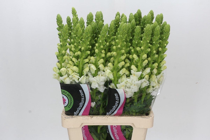 <h4>Antirrhinum Potomac White</h4>