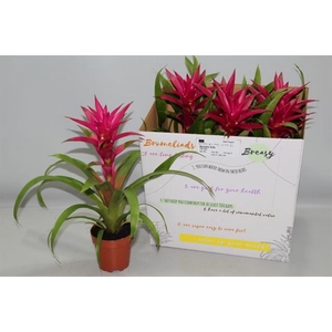 Guzmania Voila 12Ø 46cm