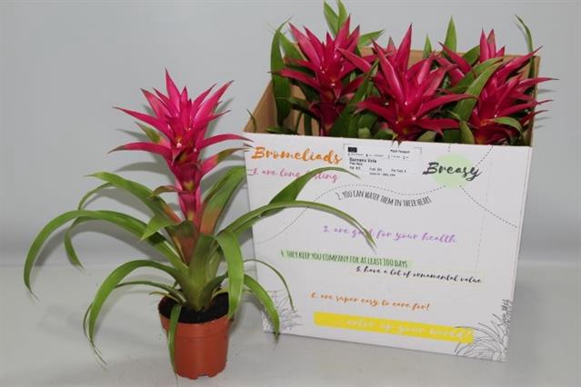Guzmania Voila 12Ø 46cm
