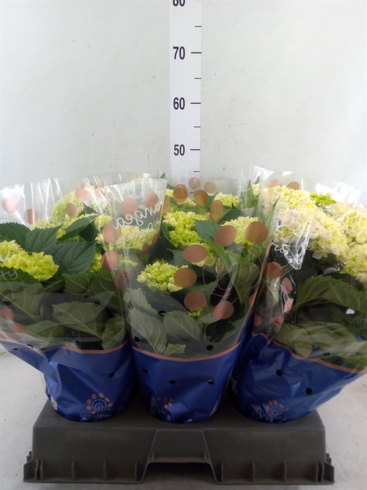 <h4>Hydrangea mac. 'Hi River'</h4>