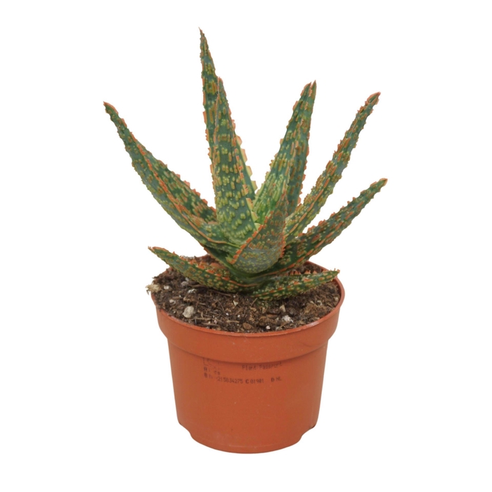 <h4>Aloe   ...</h4>