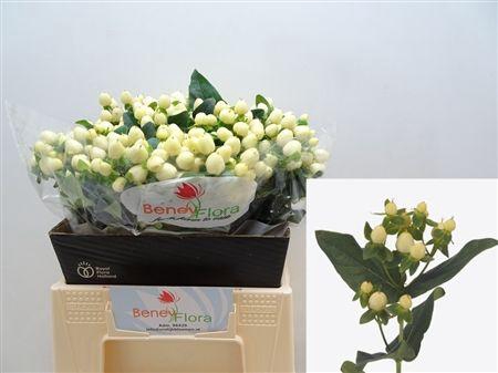 Hyp Mag White Prince