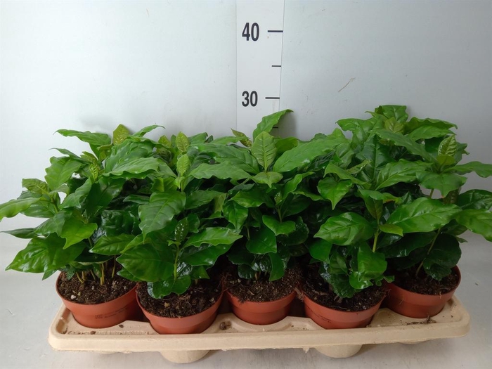 <h4>Coffea arabica</h4>