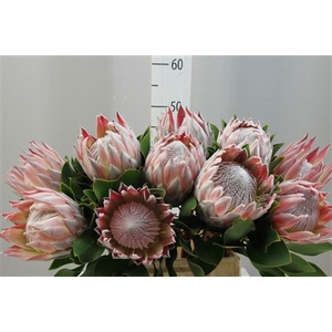 Protea King ( Cynarodes) Small