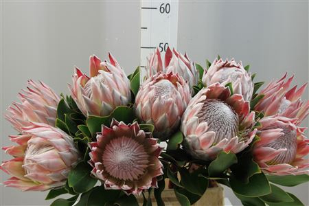 Protea King ( Cynarodes) Small