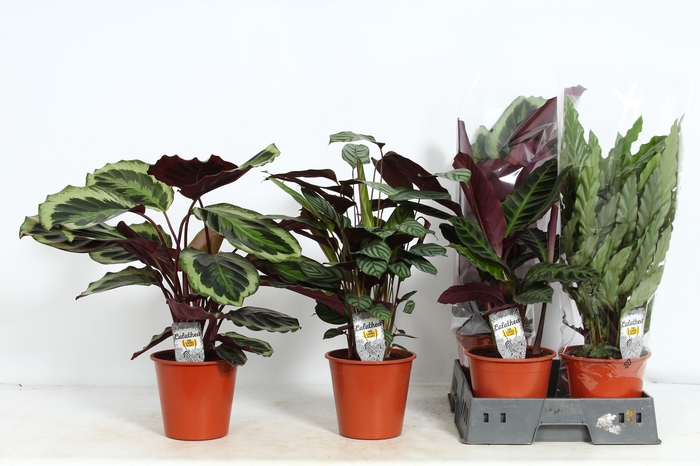 <h4>CALAT GEM 4 SRT</h4>