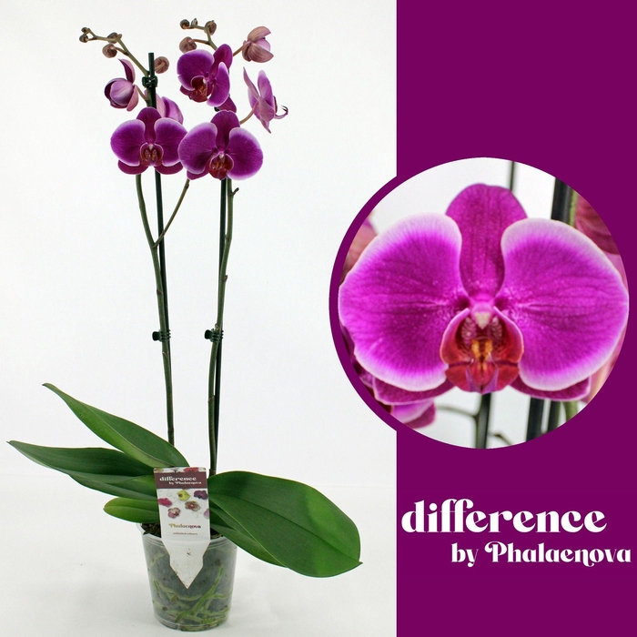 <h4>Durban 2-tak 60cm (GROEN)</h4>