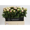 Paeonia Colonel Owen Cousins