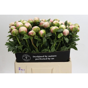 Paeonia Colonel Owen Cousins