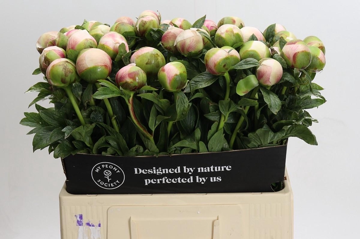 Paeonia Colonel Owen Cousins