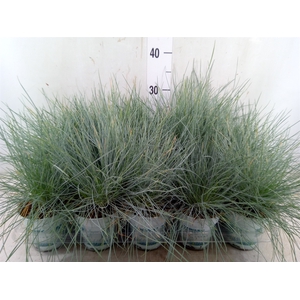 Festuca glauca 'Compacta Blue'