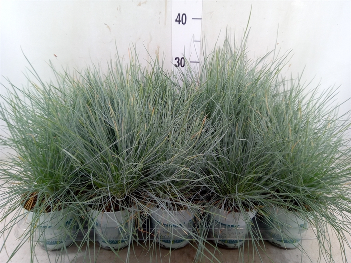 <h4>Festuca glauca 'Compacta Blue'</h4>
