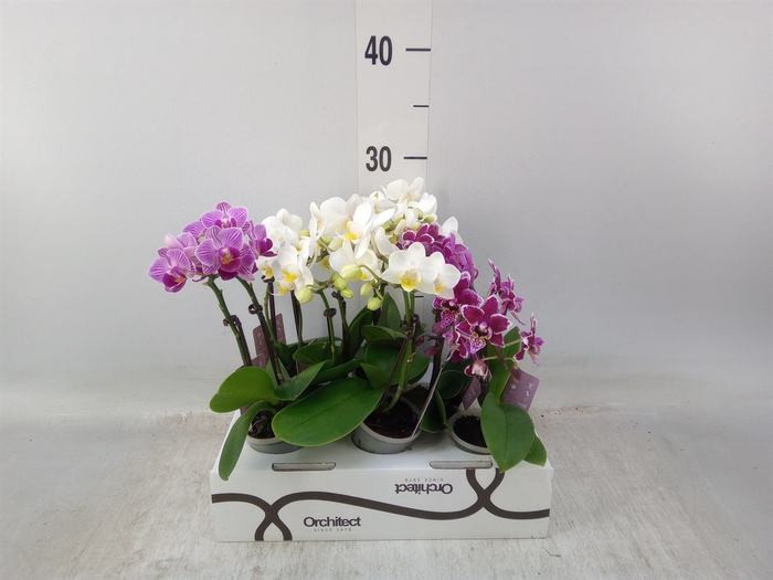 <h4>Phalaenopsis   ...mini</h4>