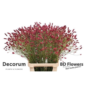 SANG OF ORIENT DREAM