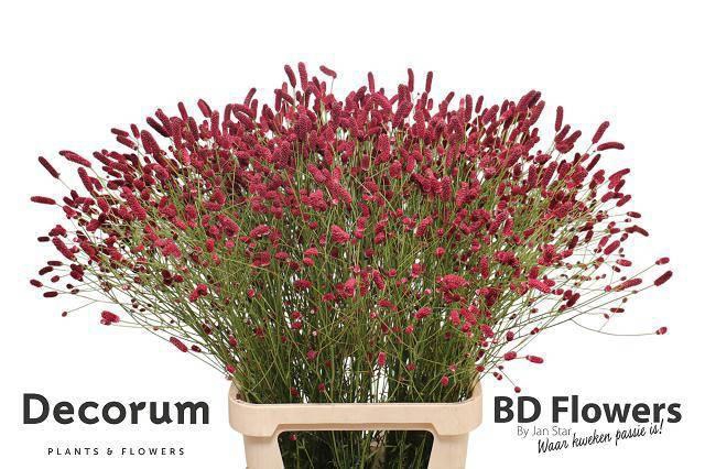 <h4>SANG OF ORIENT DREAM</h4>