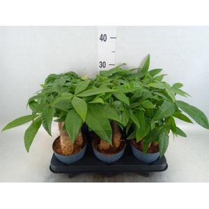 Pachira aquatica