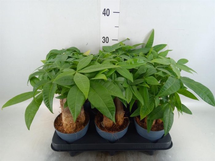<h4>Pachira aquatica</h4>