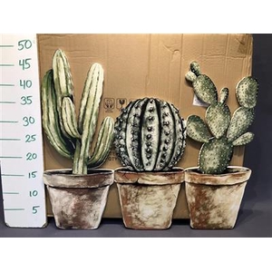 HUIS EN TUINDECO - CACTUS BORD