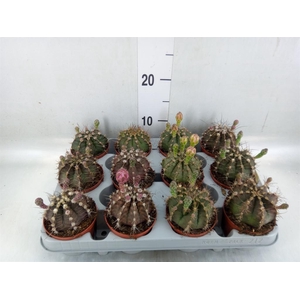 Gymnocalycium mihanov.   ...