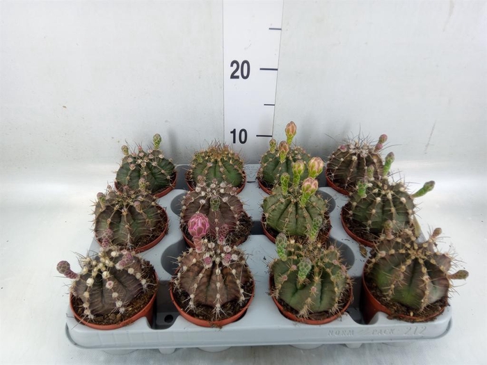 <h4>Gymnocalycium mihanov.   ...</h4>