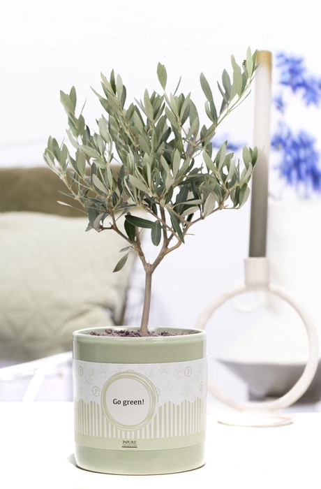 <h4>Olea Europaea in P&P cadeau concept: GO GREEN!</h4>