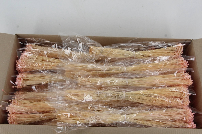 <h4>DF Berina Pink Bs</h4>