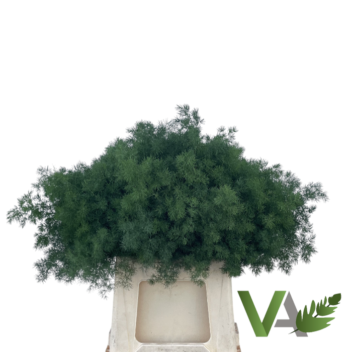 <h4>ASP UMBELLATUS</h4>