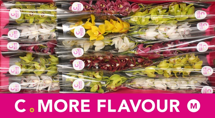 <h4>CYMB MI GEM</h4>