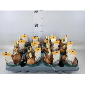 Narcissus DU 'Bridal Crown'