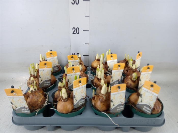 <h4>Narcissus DU 'Bridal Crown'</h4>