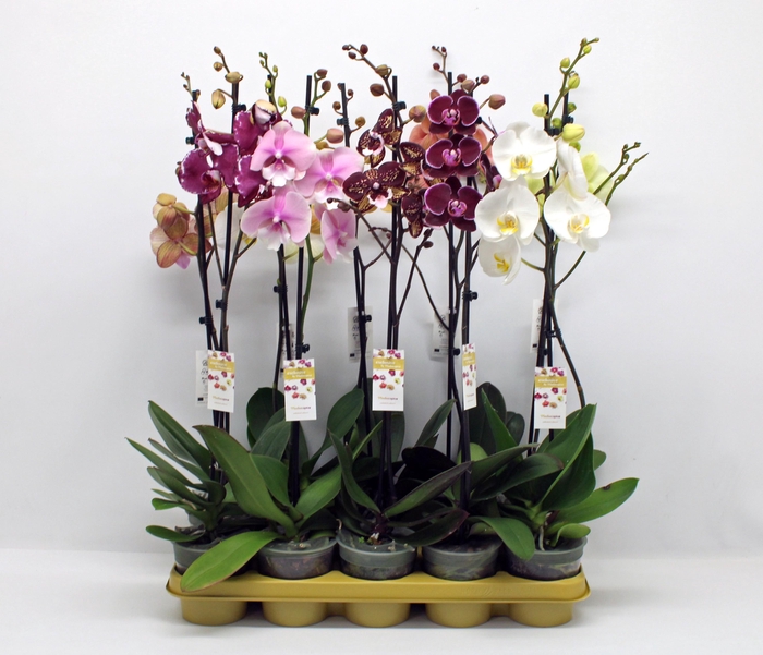 <h4>PHAL GEM 10 KL</h4>