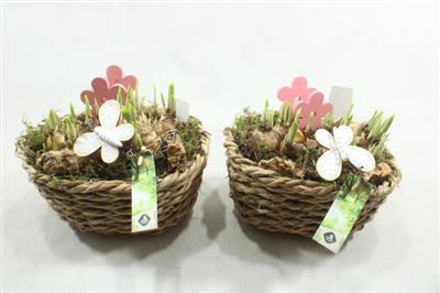 <h4>1155 Mais Mand Tete</h4>