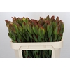 Leucadendron Laurel Yellow