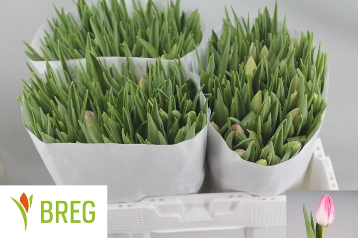 <h4>TU EN FIRST CLASS</h4>