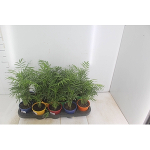 CHAMAEDOREA ELEGANS P11