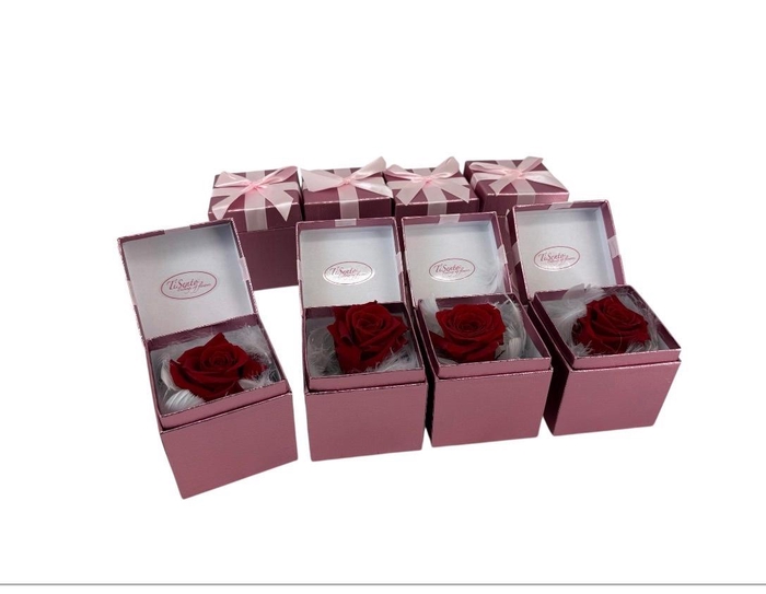 <h4>ARR ROSA POT H%</h4>