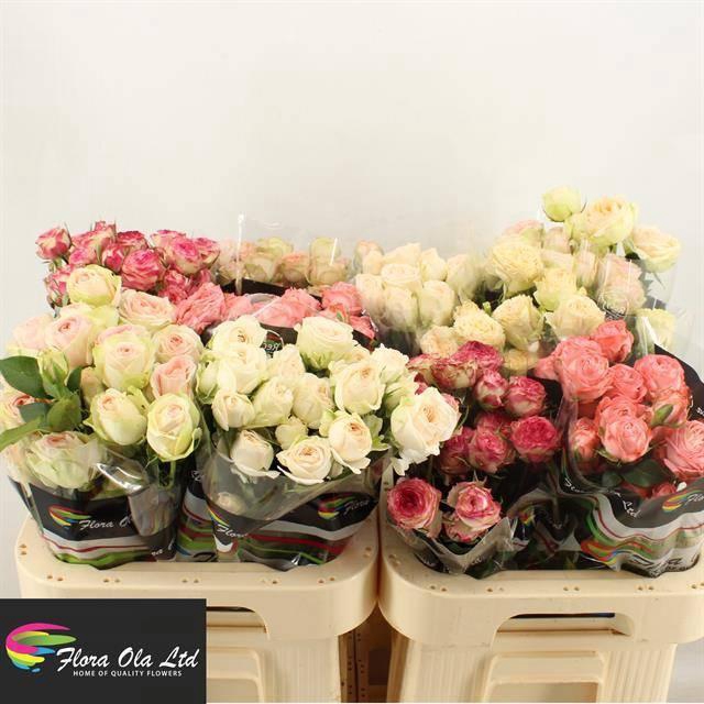 <h4>R TR GEM IN FUST</h4>