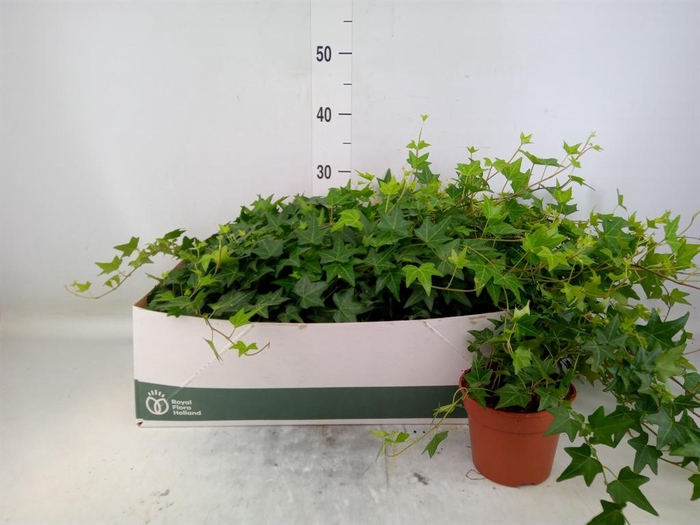 <h4>Hedera helix 'Elja'</h4>