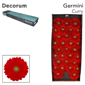 Germini Curry Doos