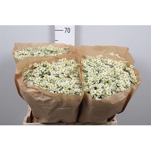 Tana Pa Single Vegmo