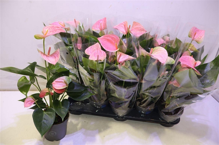 <h4>arr8 Anthu An Pink</h4>