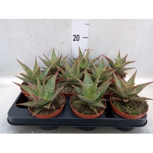 Aloe   ...