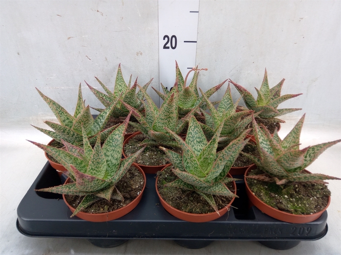 <h4>Aloe   ...</h4>