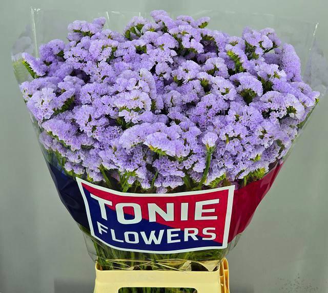 <h4>LIM S DONAU BIRDS</h4>