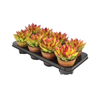 Echeveria Bicolor Yellow/Red