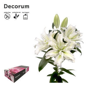 LI ROSELILY AISHA 4+ Medium Decorum Box