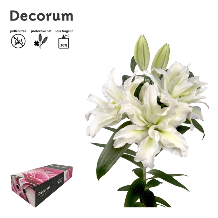 <h4>LI ROSELILY AISHA 4+ Medium Decorum Box</h4>