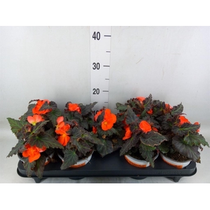 Begonia boliv. 'Encanto Orange'