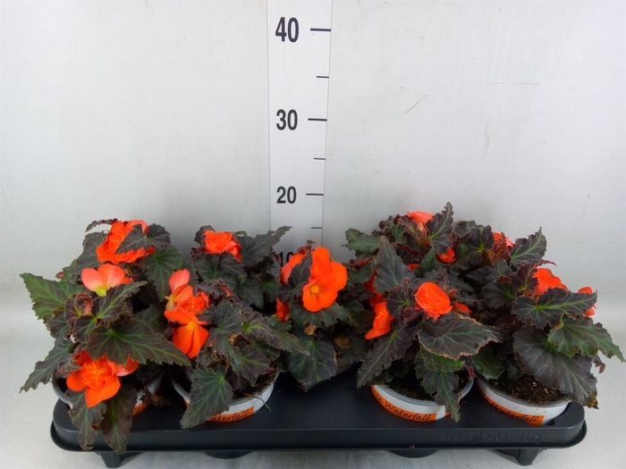 <h4>Begonia boliv. 'Encanto Orange'</h4>