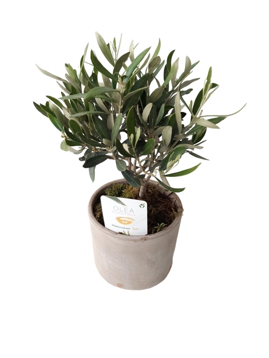 <h4>Arr.   Tuinplanten H%</h4>